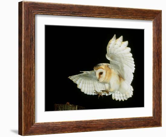 Barn Owl-Andy Harmer-Framed Photographic Print