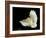 Barn Owl-Andy Harmer-Framed Photographic Print