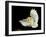 Barn Owl-Andy Harmer-Framed Photographic Print