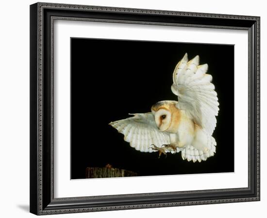 Barn Owl-Andy Harmer-Framed Photographic Print