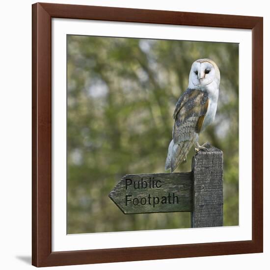 Barn Owl-Linda Wright-Framed Photographic Print