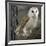 Barn Owl-Linda Wright-Framed Photographic Print