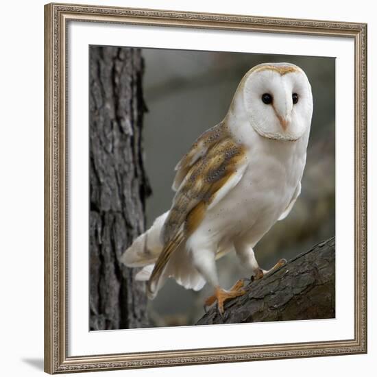 Barn Owl-Linda Wright-Framed Photographic Print