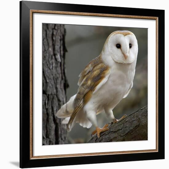 Barn Owl-Linda Wright-Framed Photographic Print