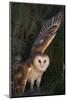 Barn Owl-DLILLC-Mounted Photographic Print