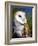 Barn Owl-Douglas Taylor-Framed Photographic Print