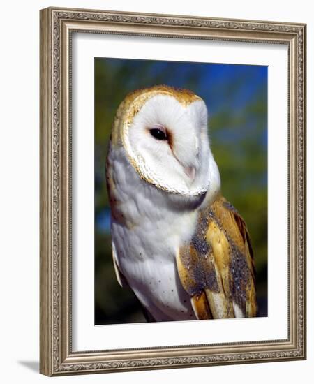 Barn Owl-Douglas Taylor-Framed Photographic Print