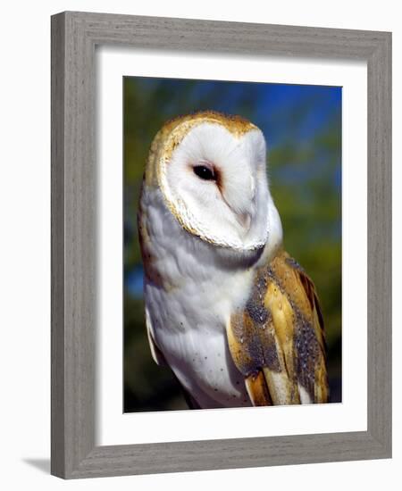 Barn Owl-Douglas Taylor-Framed Photographic Print