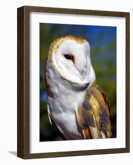 Barn Owl-Douglas Taylor-Framed Photographic Print