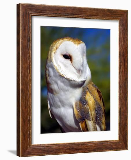 Barn Owl-Douglas Taylor-Framed Photographic Print