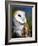 Barn Owl-Douglas Taylor-Framed Photographic Print