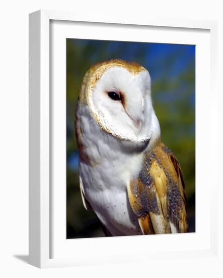 Barn Owl-Douglas Taylor-Framed Photographic Print