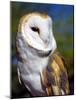 Barn Owl-Douglas Taylor-Mounted Photographic Print