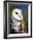 Barn Owl-Douglas Taylor-Framed Photographic Print