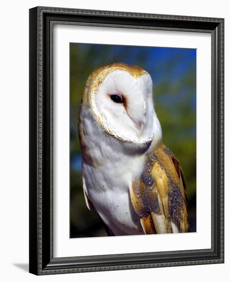 Barn Owl-Douglas Taylor-Framed Photographic Print