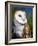 Barn Owl-Douglas Taylor-Framed Photographic Print