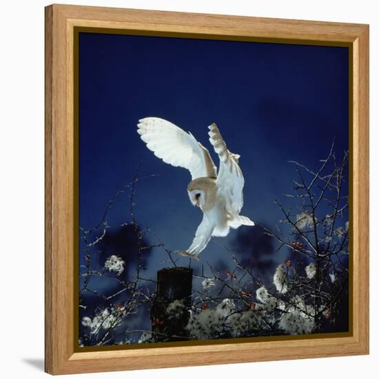 Barn Owl-null-Framed Premier Image Canvas