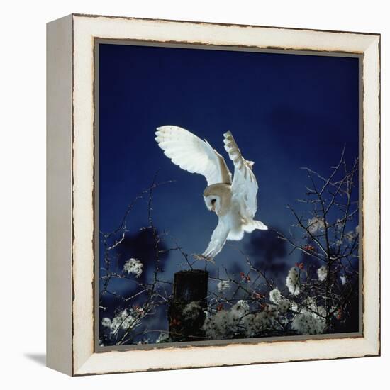 Barn Owl-null-Framed Premier Image Canvas