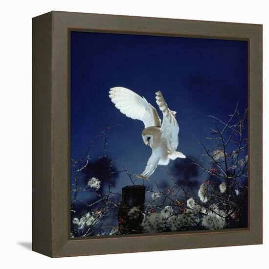 Barn Owl-null-Framed Premier Image Canvas