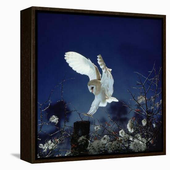 Barn Owl-null-Framed Premier Image Canvas