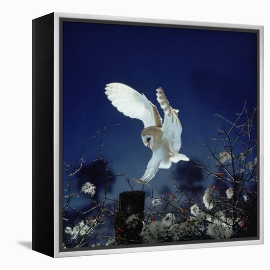 Barn Owl-null-Framed Premier Image Canvas