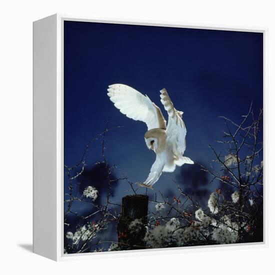 Barn Owl-null-Framed Premier Image Canvas