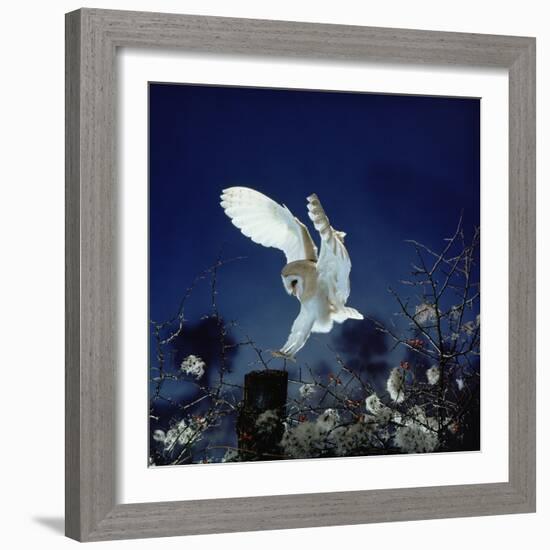 Barn Owl-null-Framed Photographic Print