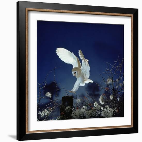 Barn Owl-null-Framed Photographic Print