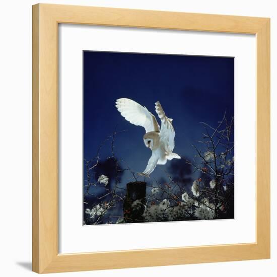 Barn Owl-null-Framed Photographic Print