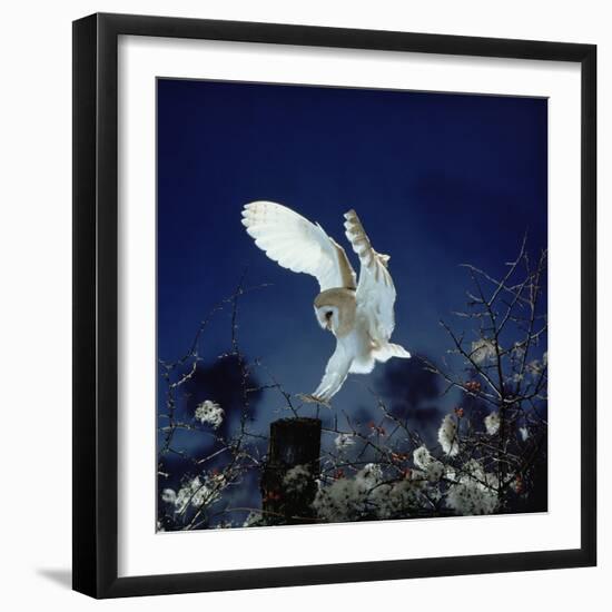 Barn Owl-null-Framed Photographic Print