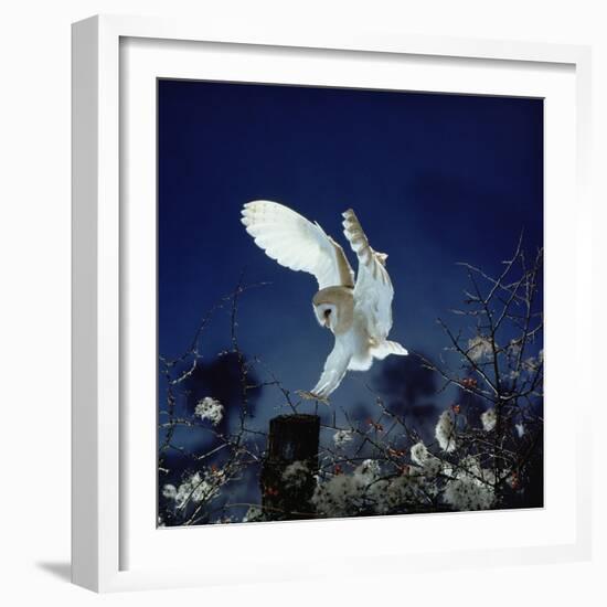 Barn Owl-null-Framed Photographic Print