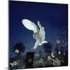 Barn Owl-null-Mounted Photographic Print