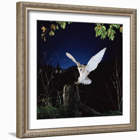 Barn Owl-null-Framed Photographic Print