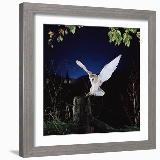 Barn Owl-null-Framed Photographic Print