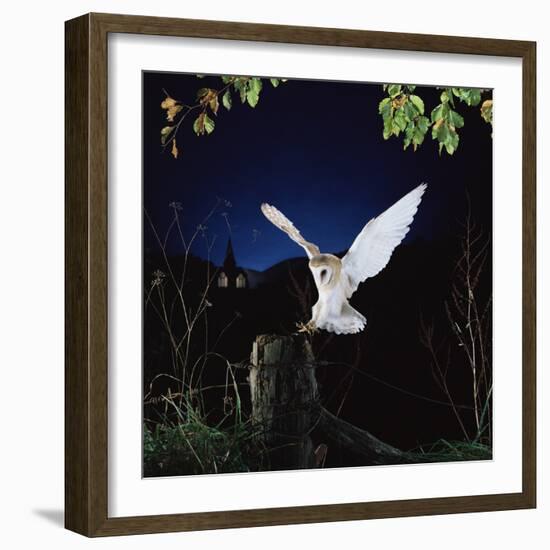 Barn Owl-null-Framed Photographic Print