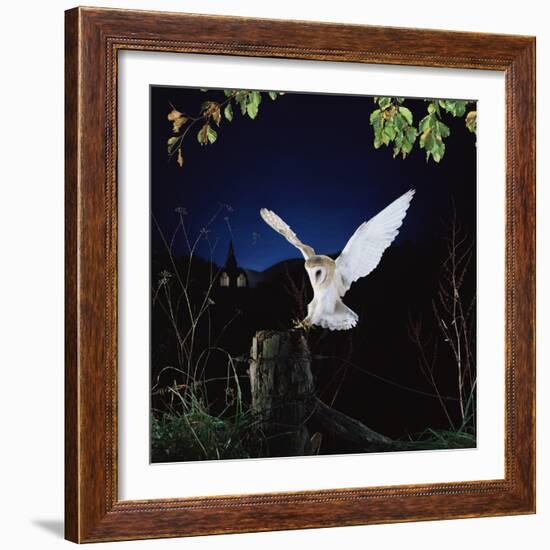 Barn Owl-null-Framed Photographic Print