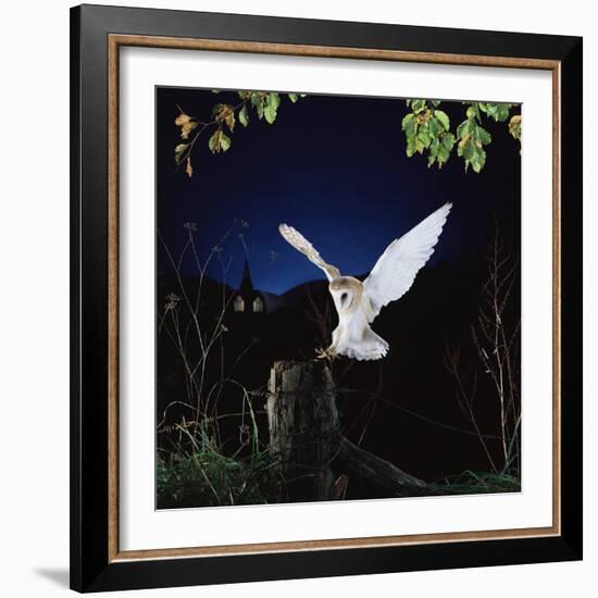 Barn Owl-null-Framed Photographic Print