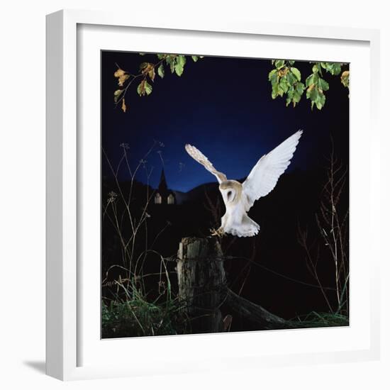 Barn Owl-null-Framed Photographic Print