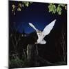 Barn Owl-null-Mounted Photographic Print