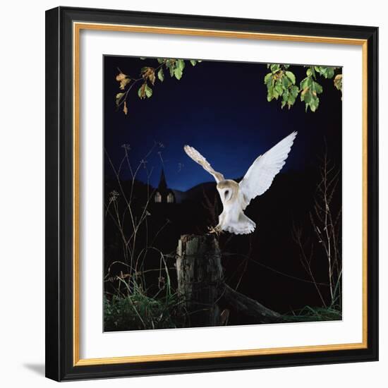 Barn Owl-null-Framed Photographic Print