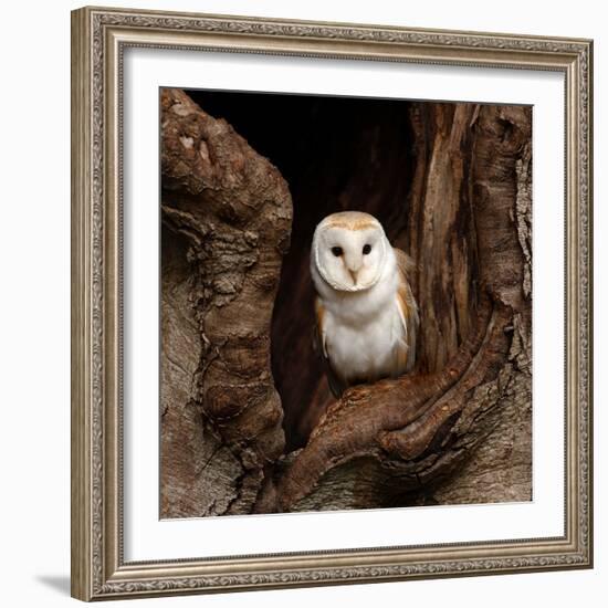 Barn Owl-jack53-Framed Photographic Print