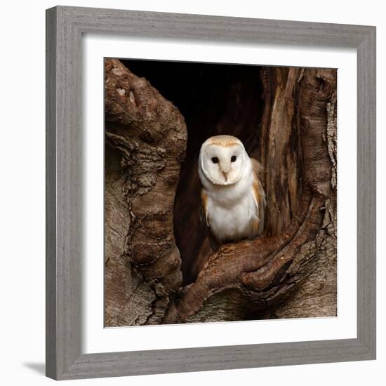 Barn Owl-jack53-Framed Photographic Print