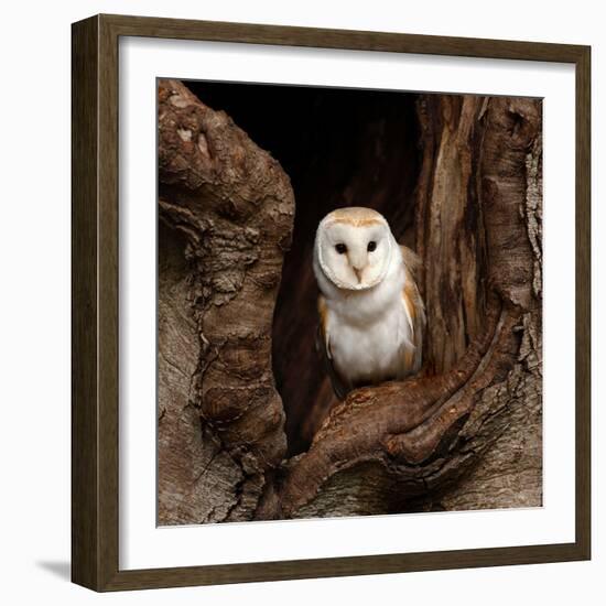 Barn Owl-jack53-Framed Photographic Print