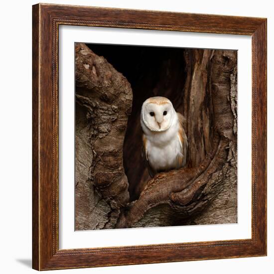 Barn Owl-jack53-Framed Photographic Print