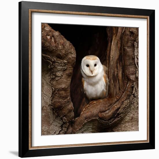 Barn Owl-jack53-Framed Photographic Print