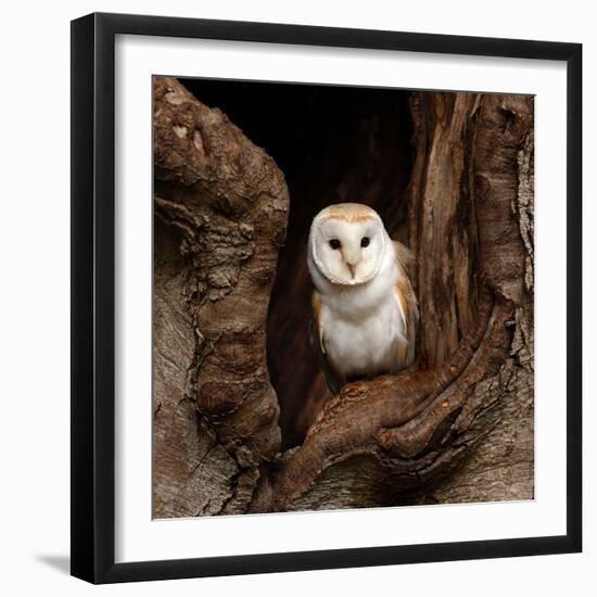 Barn Owl-jack53-Framed Photographic Print