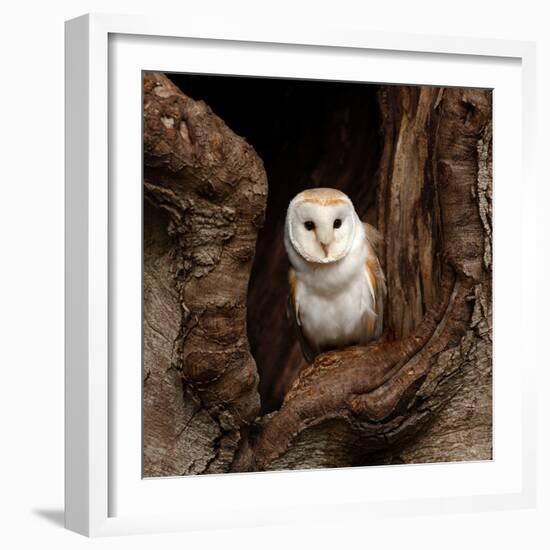 Barn Owl-jack53-Framed Photographic Print