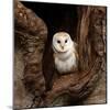 Barn Owl-jack53-Mounted Photographic Print