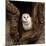 Barn Owl-jack53-Mounted Photographic Print