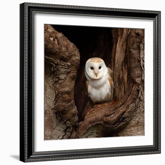 Barn Owl-jack53-Framed Photographic Print